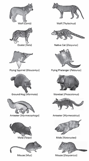 The Biogeographic Distribution of Australian Taxa - 1657 Words | Free ...