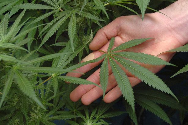 Cannabis sativa.