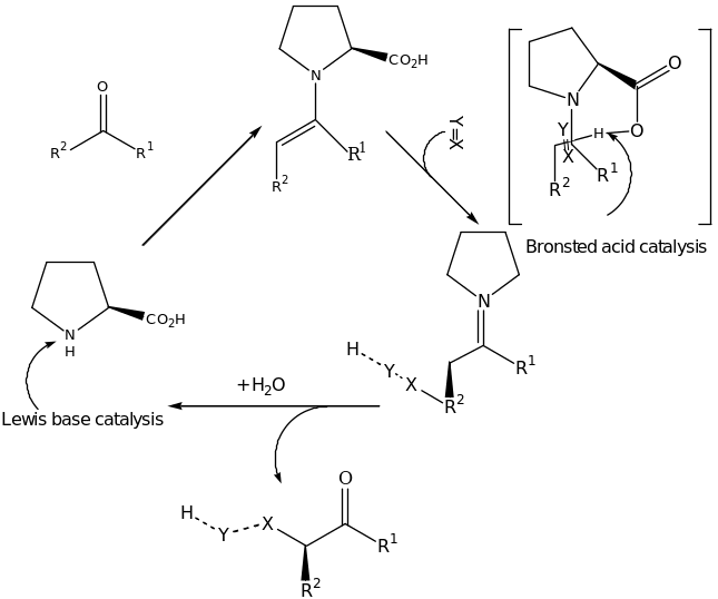Proline: a bifunctional catalyst