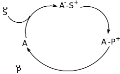 Lewis bases catalysis Lewis acid catalysis