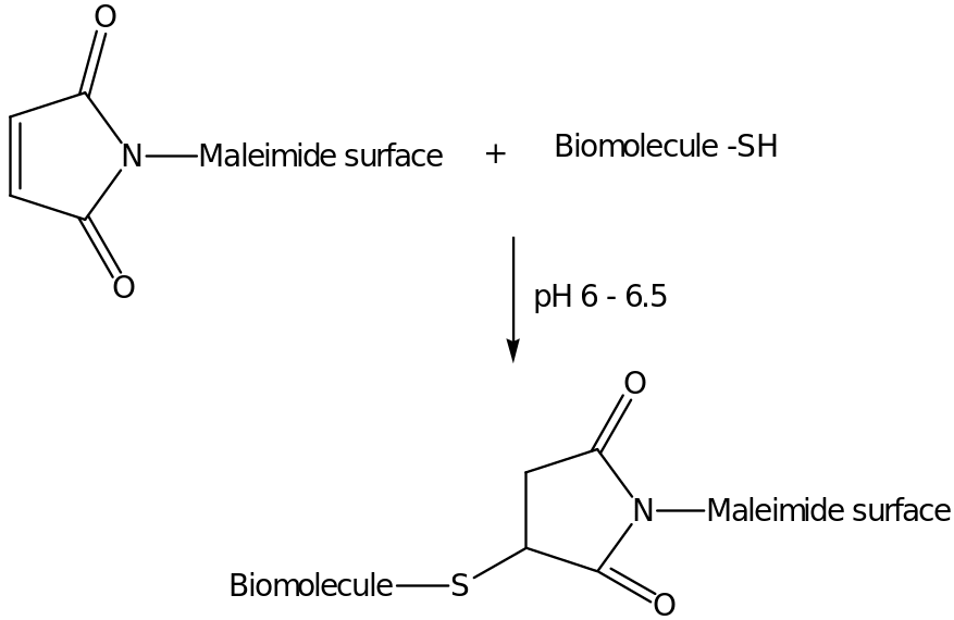 The attachment of the biomolecule-SH