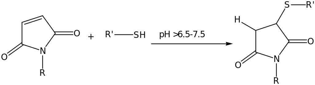 Reaction mechanism of maleimide compounds and sulfhydryls group