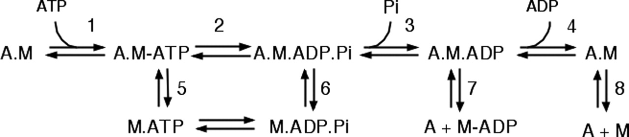 ATP hydrolysis and the cross bridge cycle