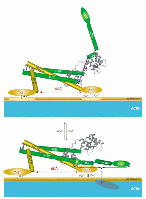 A Cartoon representation of the thin filament regulation