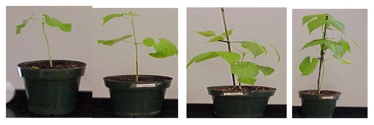 Photograph of the bean plant in various stages of development