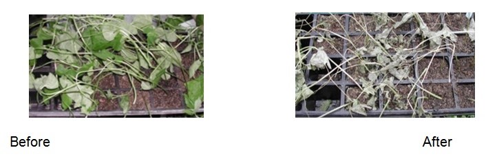 Plants with high acidity deteriorated faster