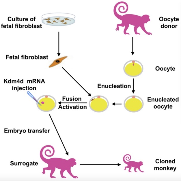 write an essay on cloning in plants and animals